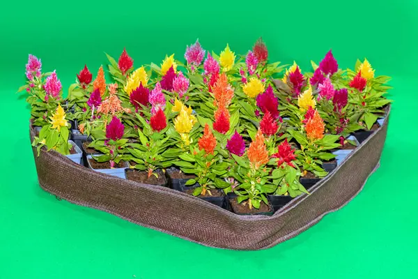 Colorful Flowers Cactus Plants Decoration Small Flower Pots — Stock Photo, Image