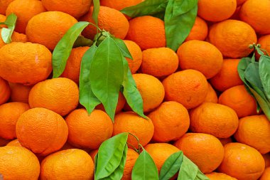 Large pile of fresh tangerines with green leaves sold on market