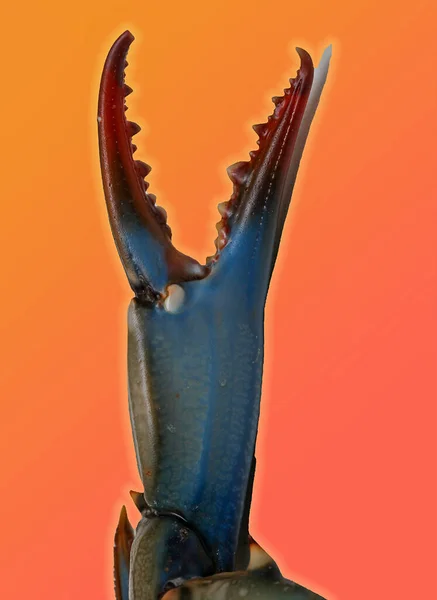 Sharp Blue Crab Claw Isolated Orange Background — Stok fotoğraf