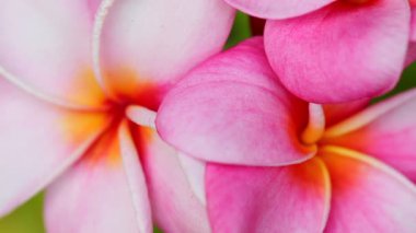 pembe plumeria çiçekler