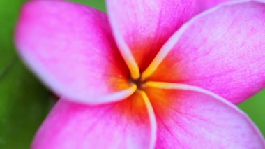 pembe plumeria çiçekler