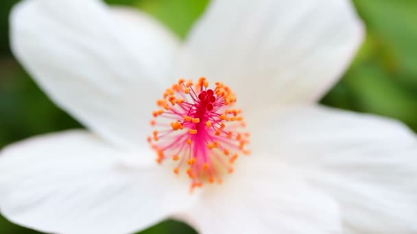 Plumeria ροζ λουλούδια — Αρχείο Βίντεο