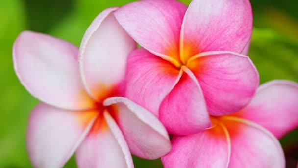 ピンクのプルメリアの花 — ストック動画