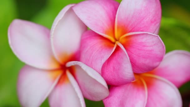 Pink Plumeria Flowers — Stock Video