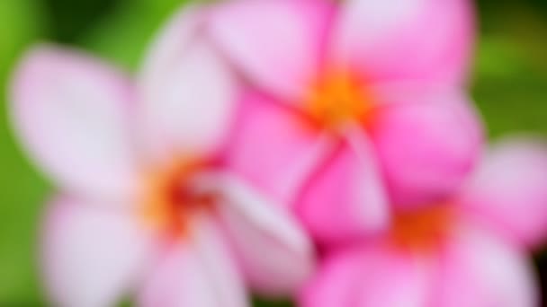 Pink Plumeria Flowers — Stock Video