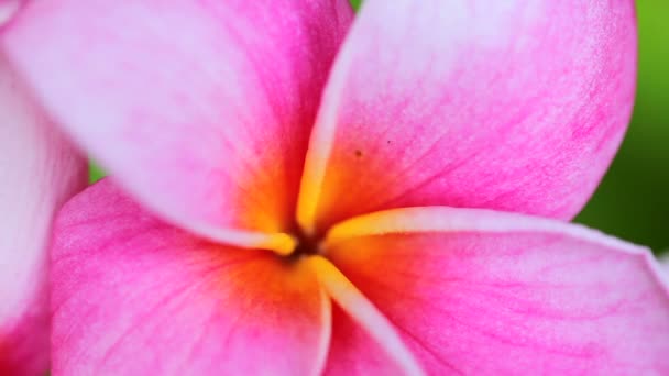 Pink Plumeria Flowers — Stock Video