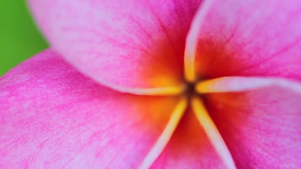 Plumeria ροζ λουλούδια — Αρχείο Βίντεο