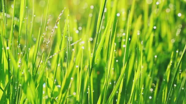 Gouttes de pluie d'herbe et du matin — Video