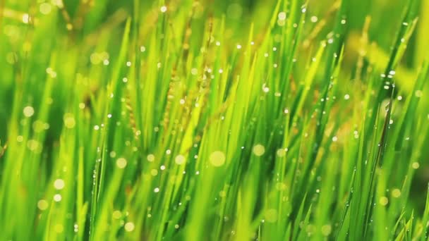Gouttes de pluie d'herbe et du matin 