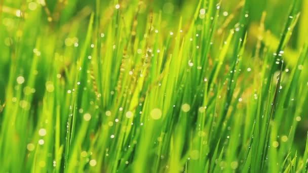 Gouttes de pluie d'herbe et du matin — Video