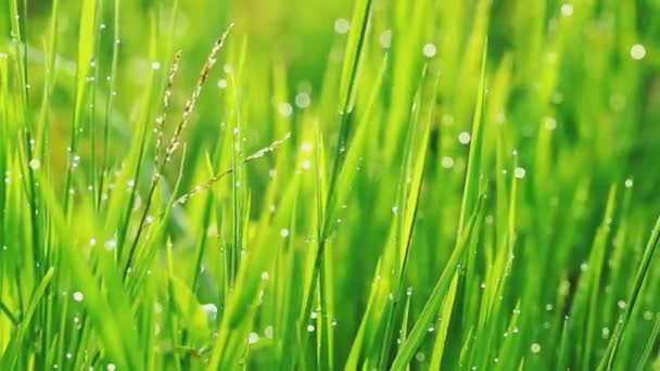 Gouttes de pluie d'herbe et du matin 