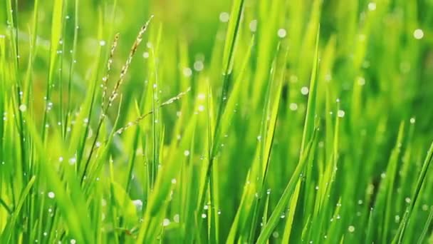 Gotas de hierba y lluvia matutina — Vídeos de Stock