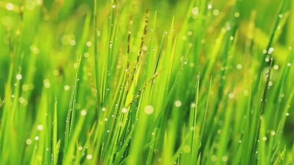 Gouttes de pluie d'herbe et du matin — Video