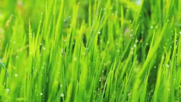 Gouttes de pluie d'herbe et du matin 
