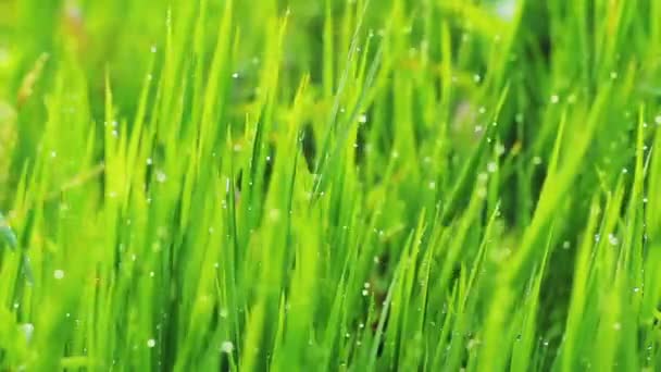 Grass and Morning Rain Drops — Stock Video