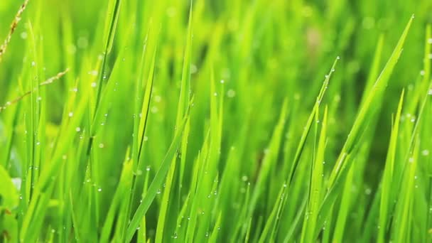 Grass and Morning Rain Drops — Stock Video