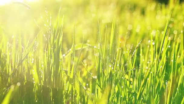 Gras en ochtend regen druppels — Stockvideo