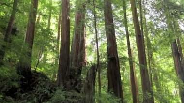 Sekoya ağaçları orman