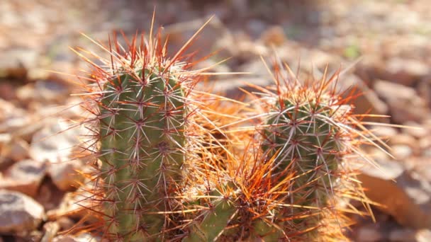 Cactus Up Cclose — стоковое видео