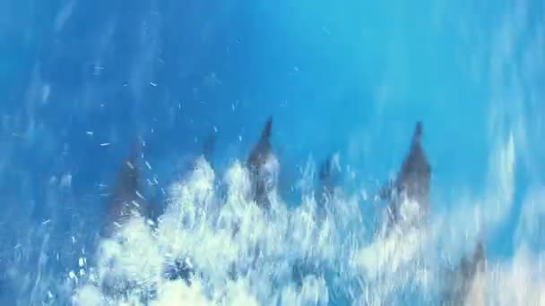 Delfines nadando bajo el agua — Vídeo de stock