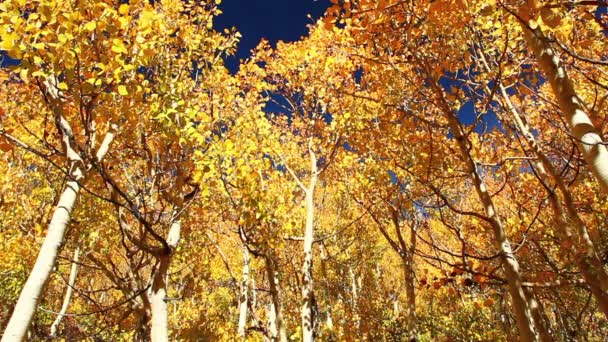 Πολύχρωμο aspen δέντρα — Αρχείο Βίντεο