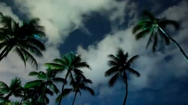 Palm trees swaying in a breeze — Stock Video