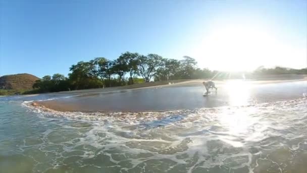 Surfen op het strand — Stockvideo
