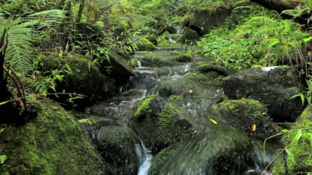 Cachoeira tropical — Vídeo de Stock