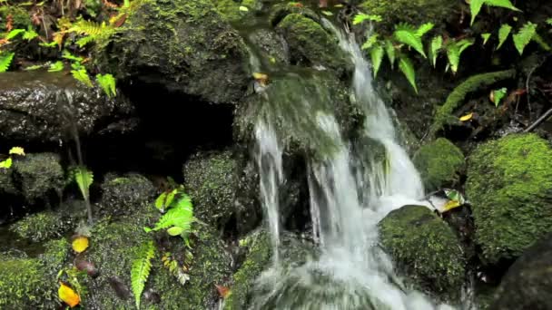 Stroom in Jungle — Stockvideo