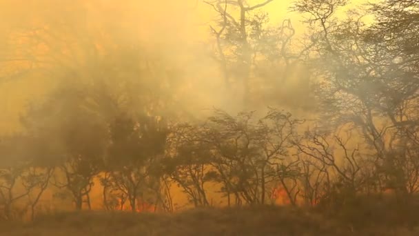 Azgın orman yangını — Stok video