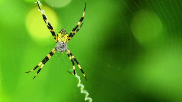 Macro View of Spider — Stock Video