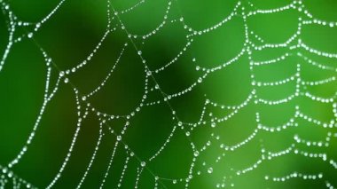 nemli bir örümcek ağı