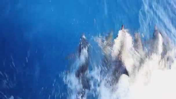 Víz alatti úszás delfinekkel — Stock videók