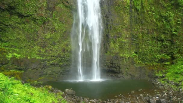 Tropical Waterfall — Stock Video