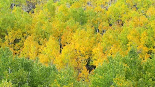 Herfst kleuren — Stockvideo