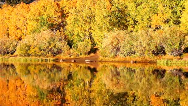 Осенние цвета — стоковое видео