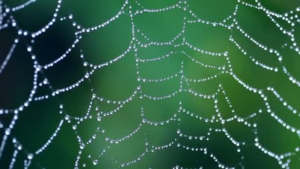 A moist cobweb — Stock Video