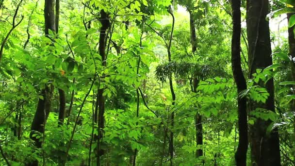 Dynamisches Feld von Feldfrüchten bereit für die Ernte — Stockvideo