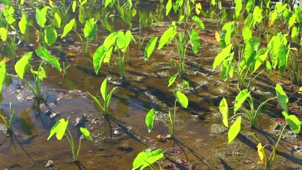 Campo vibrante di colture pronte per essere raccolte — Video Stock