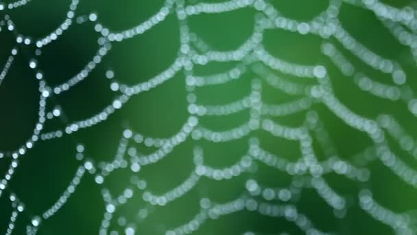 A moist cobweb — Stock Video