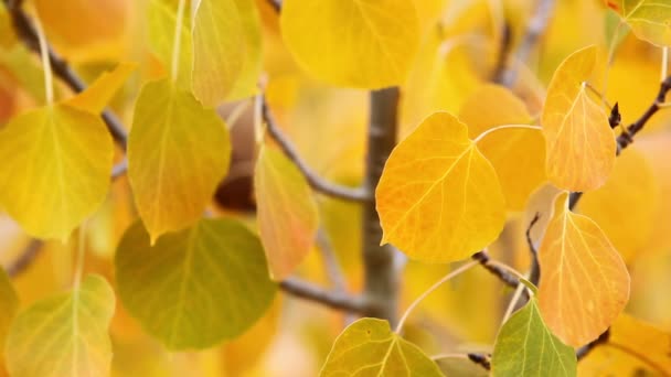 Colorful aspen trees — Stock Video