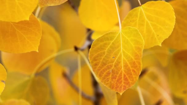 Colorful aspen trees — Stock Video