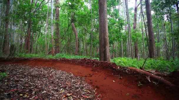 Montanha ciclista — Vídeo de Stock