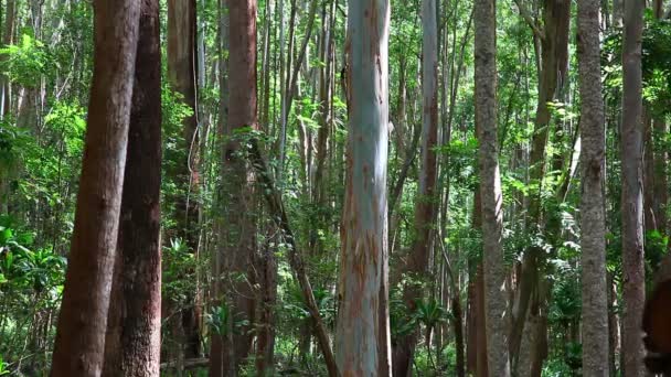 Bäume im Wald — Stockvideo