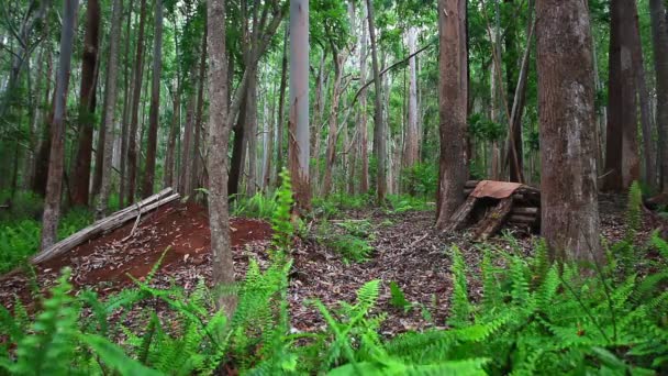 Mountainbike rider — Stock Video