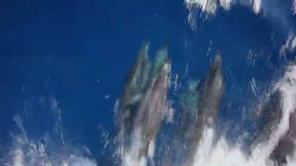 Dolfijnen zwemmen onder water — Stockvideo