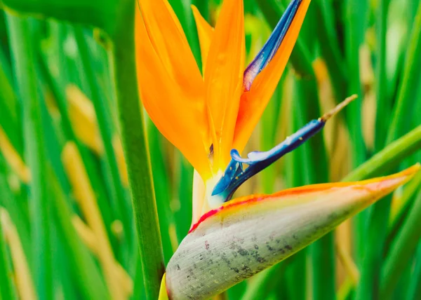 Levendige tropische bloem — Stockfoto