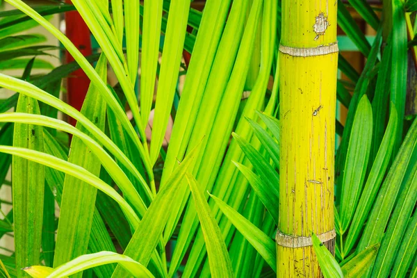 Plantas tropicales —  Fotos de Stock