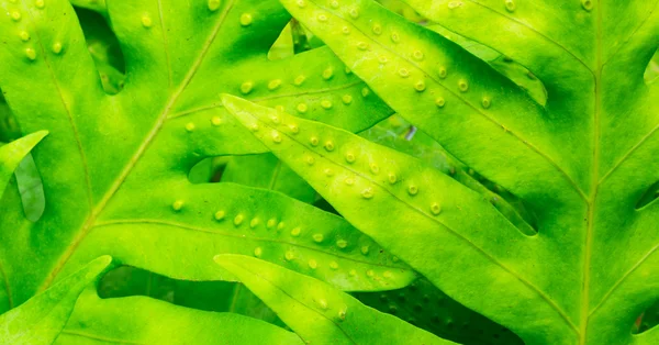 Abstract Macro of Tropical Leaf — Stock Photo, Image