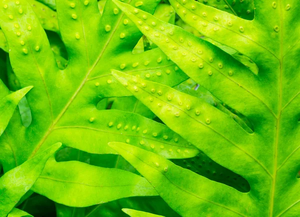 Soyut makro tropikal yaprak — Stok fotoğraf
